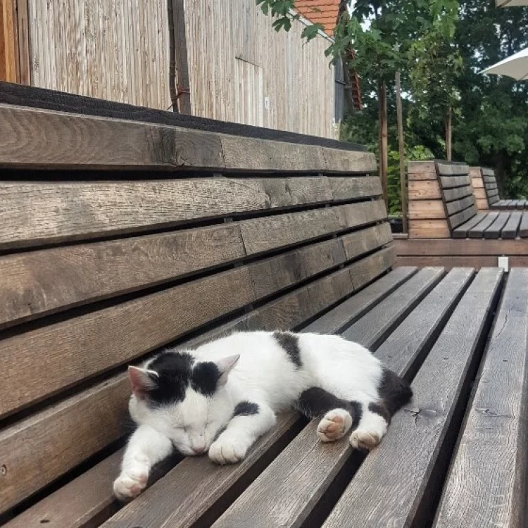 07_bistro_na_kopci_1_etapa_konverze_statku_na_kopci_A_Foto_05
